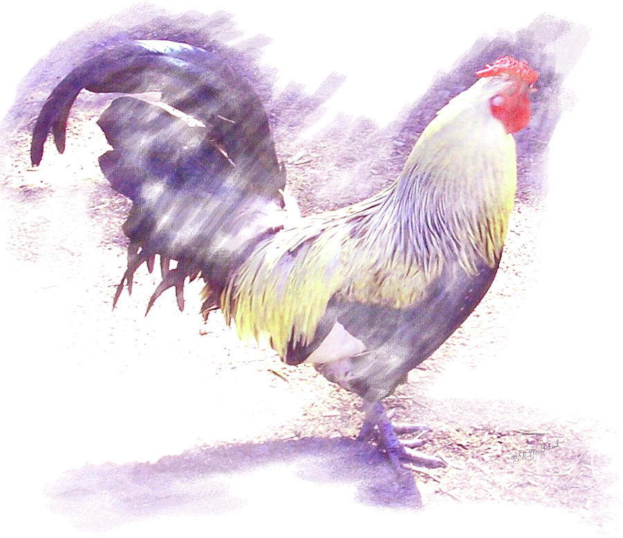 Rooster Purple Photograph by Barbara MacPhail