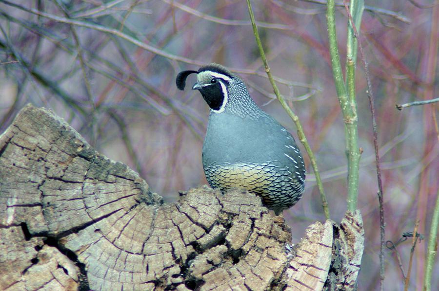 Rooster Quail  Photograph by Jeff Swan