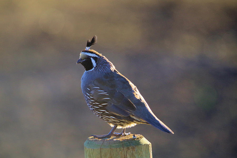 Rooster Quail on a fence post  Photograph by Jeff Swan