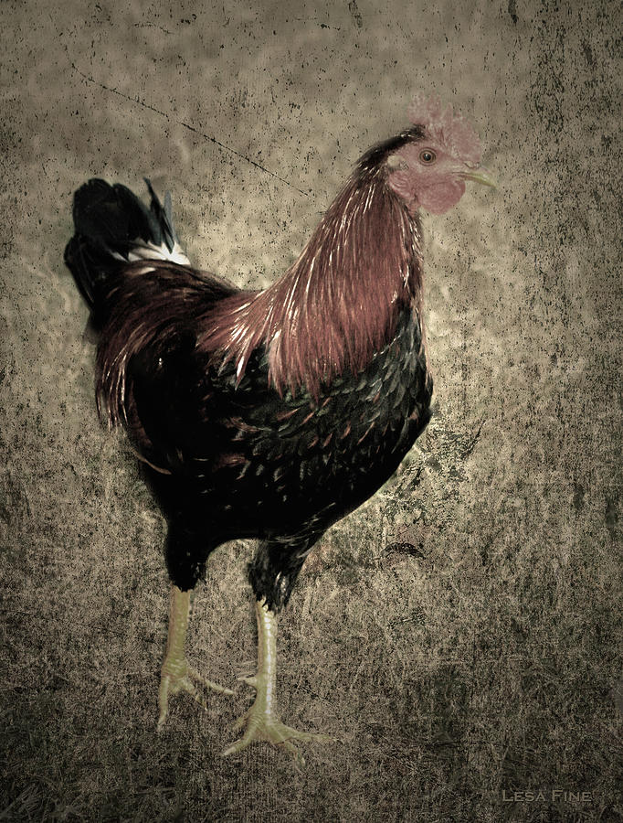 Rooster Red Art Textured Vignette Photograph by Lesa Fine