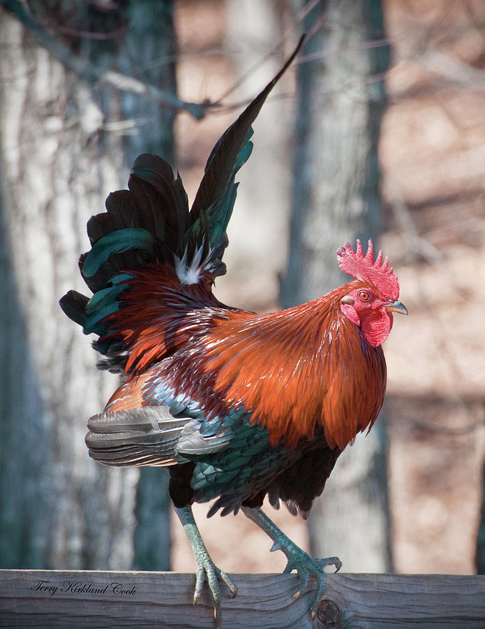 Rooster Red Photograph by Terry Kirkland Cook