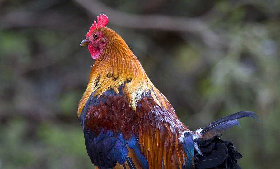 Rooster Photograph - Rooster Rooster by Michael Dawson