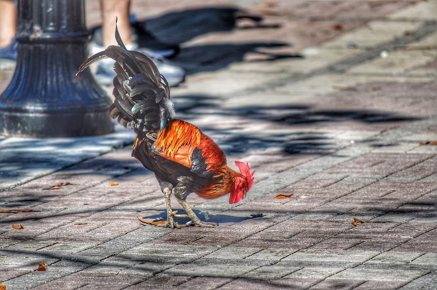 Roosters Shadow  Photograph by Joseph Caban