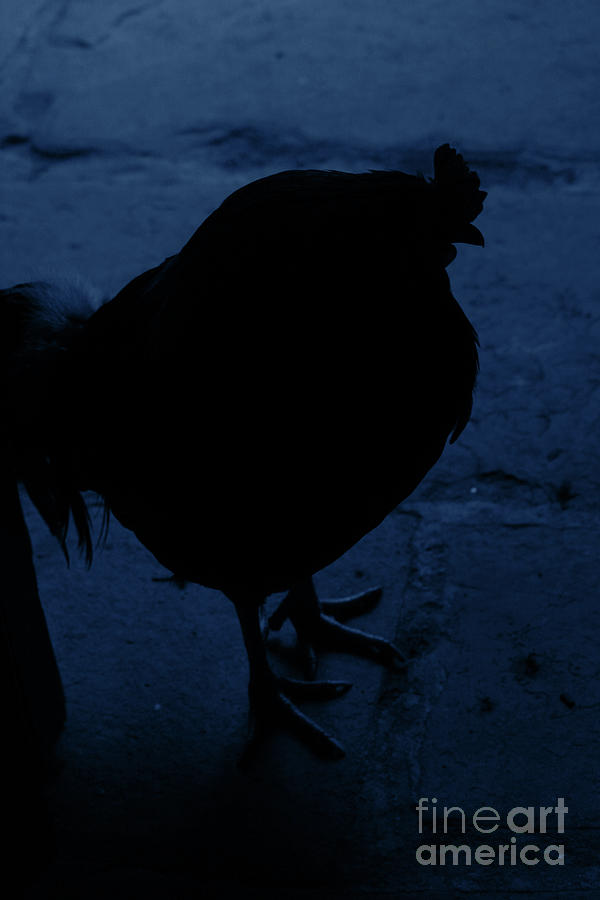 Rooster Silhouette Blue Photograph by Eddie Barron