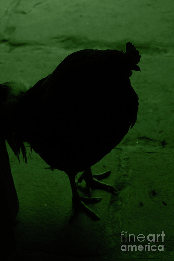 Rooster Silhouette Green Photograph by Eddie Barron