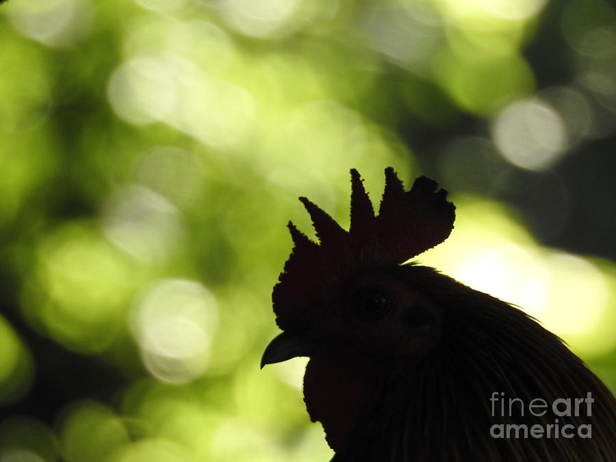 Rooster Silhouette Photograph by Jan Gelders