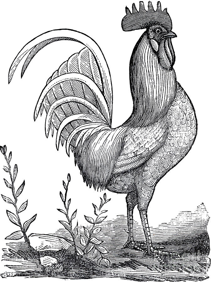 Rooster Sketch Drawing by R Muirhead Art