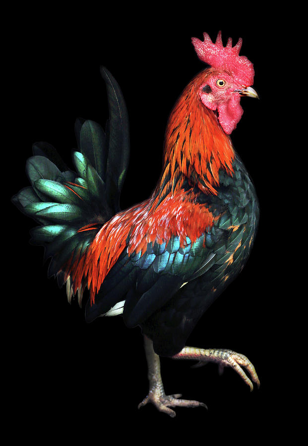 Rooster Photograph - Rooster by Stamp City