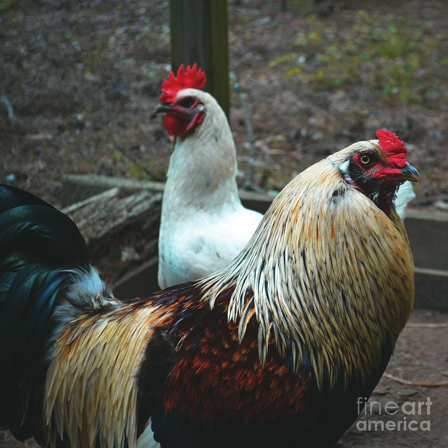 Rooster Photograph - Rooster Glare by Ben Blount