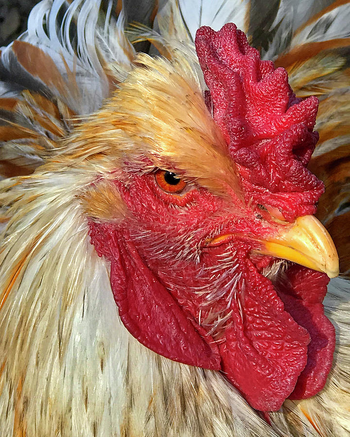 Rooster Stare Photograph by Gill Billington