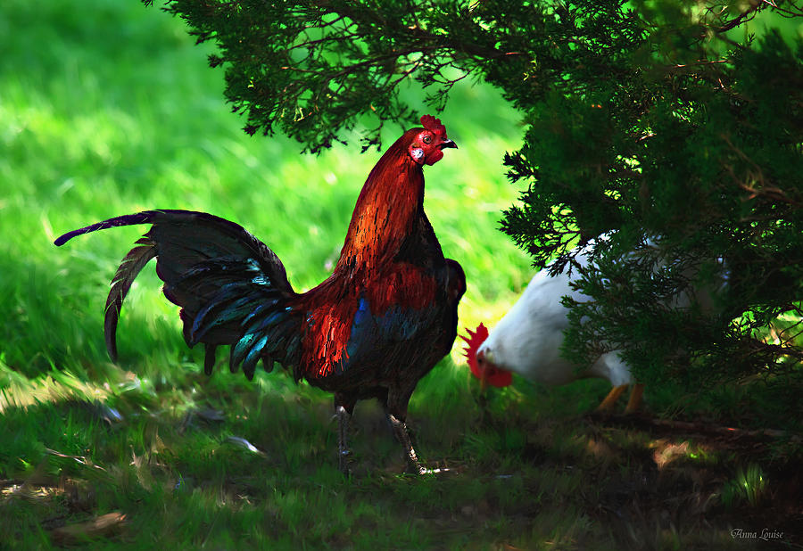 Rooster Strut Photograph by Anna Louise