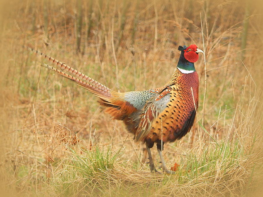 Rooster tail Photograph by Karen Cook - Pixels