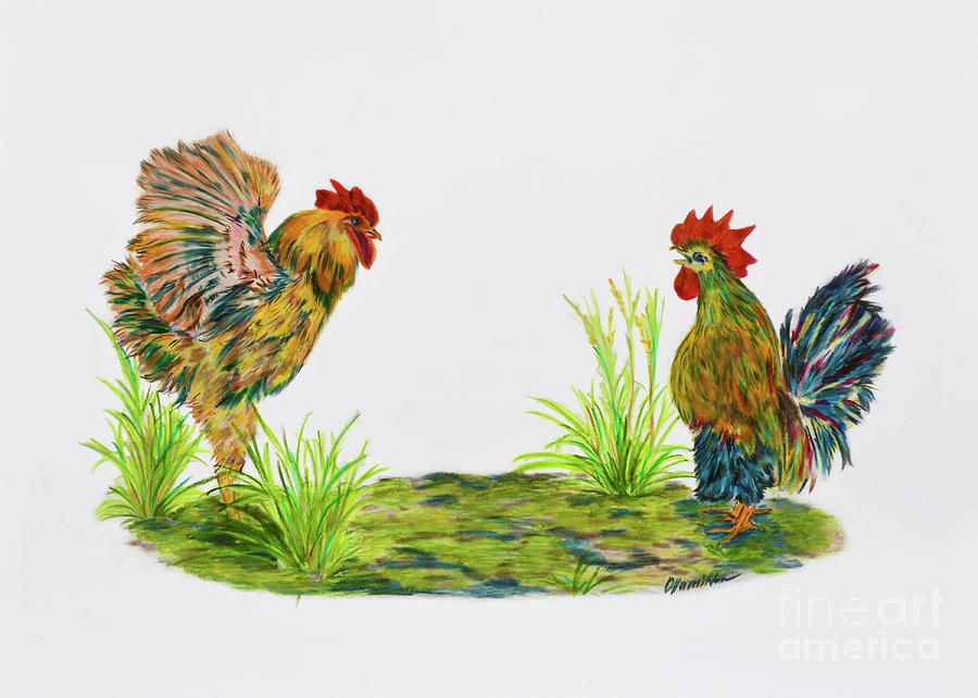 Rooster Talk Drawing by Olga Hamilton