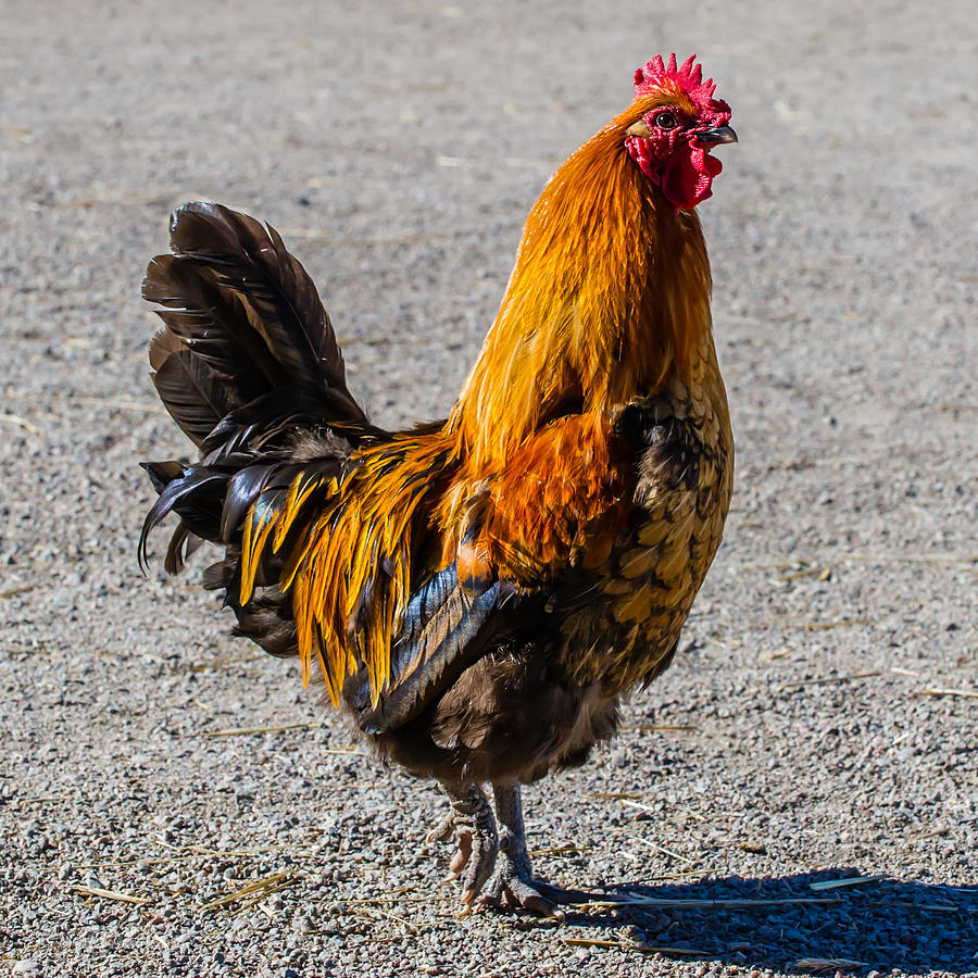 Rooster Photograph - Rooster by Torbjorn Swenelius