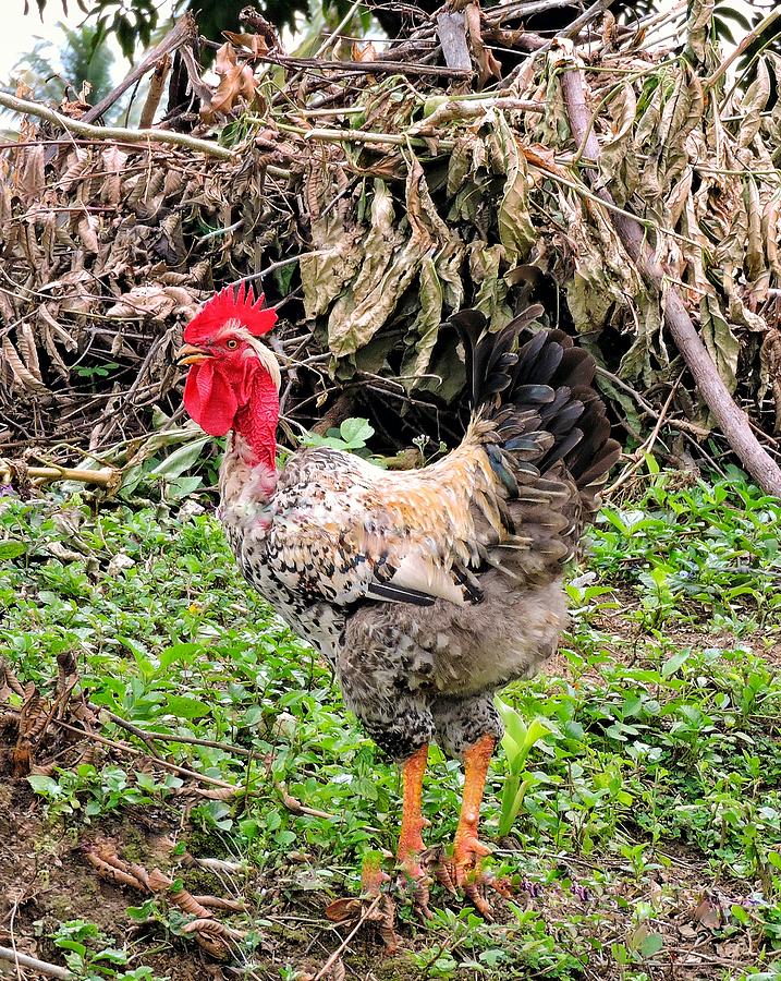 Rooster with an Attitude Photograph by Norma Brandsberg