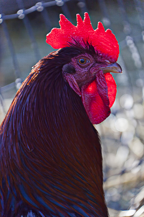 Rooster Photograph - Rooster with bright red comb by Garry Gay
