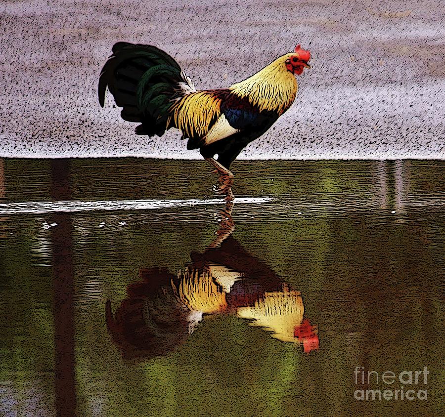 Roosters Reflection Photograph by Craig Wood