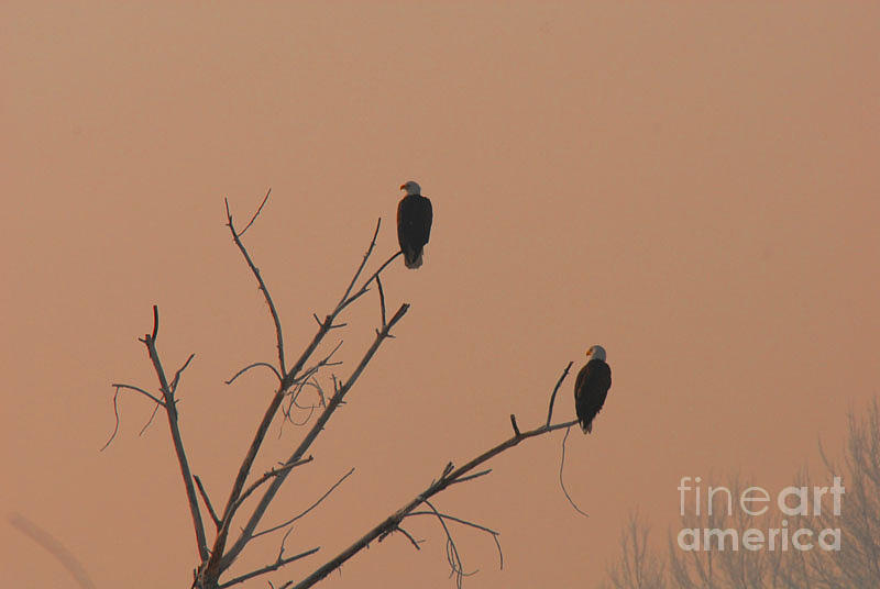 Roosting Bald Eagles Photograph by Dennis Hammer
