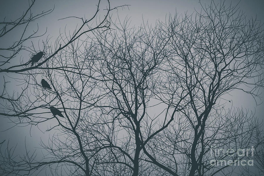 Roosting Birds On Tree Silhouette 2 Photograph