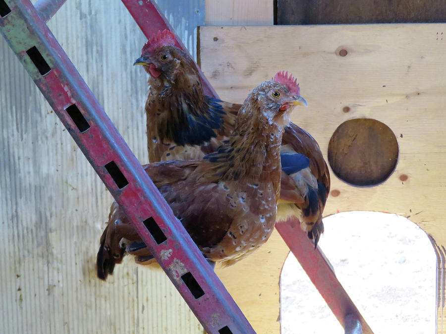 Roosting Chicken Photograph by Cheryl Trudell - Pixels