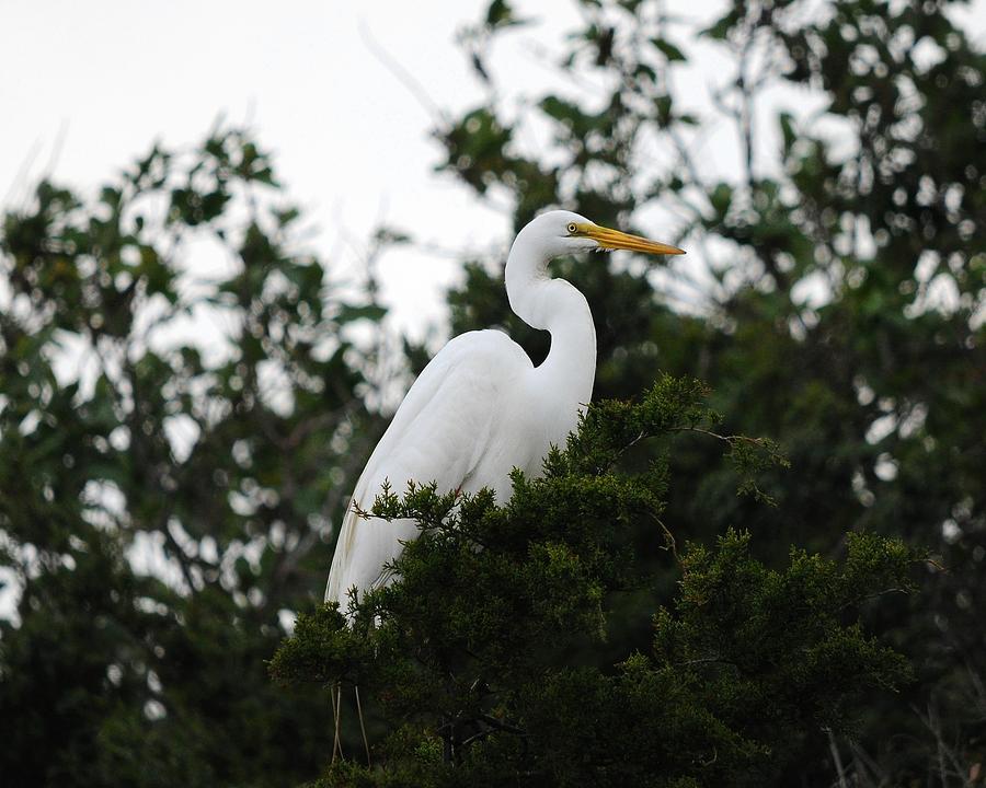 Roosting Egret Photograph by Al Powell Photography USA