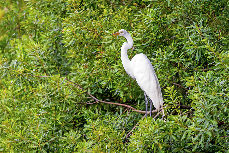 Roosting Egret Photograph by Willie Harper