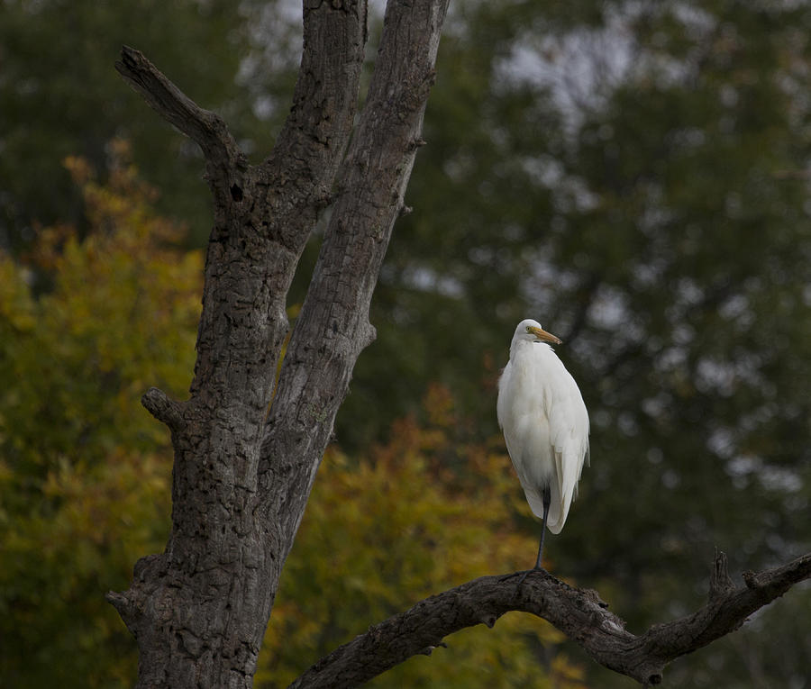 Fall Photograph - Roosting Great Egret by Jeff Pieterick