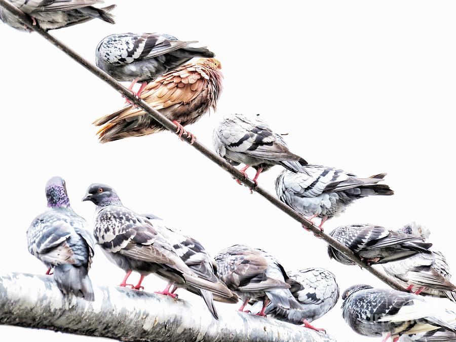 Roosting NYC Pigeons Digital Art by Diana Rajala