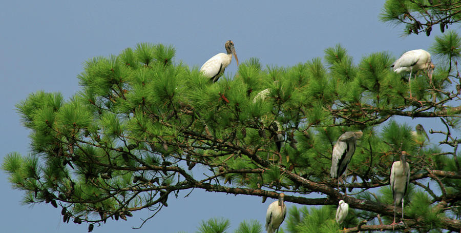 Roosting Wood Storks Photograph by Bill Barber