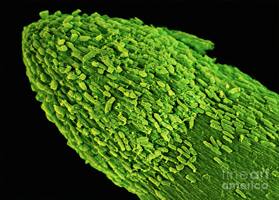 Root Cap Of Corn Plant, Sem Photograph by Ted Kinsman