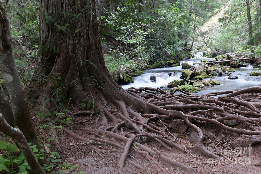 Root Network Next To A Stream Photograph