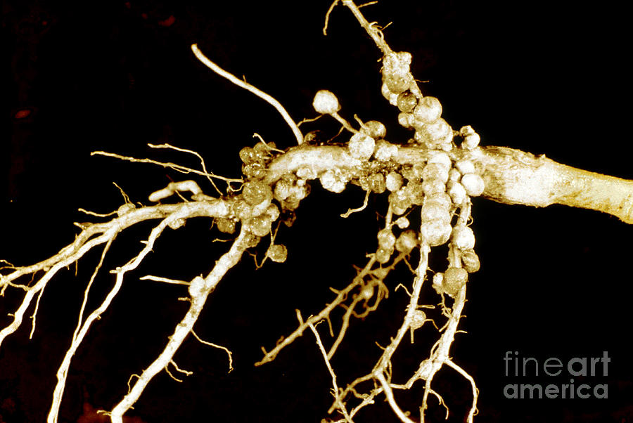 Root Nodules On Soya Plant Photograph By Scimat