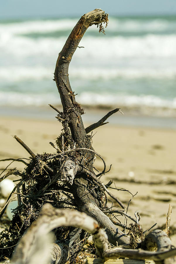 Root on the beach Photograph by Jason Hughes