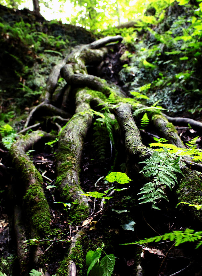 root-race-photograph-by-kyle-llewellyn-fine-art-america