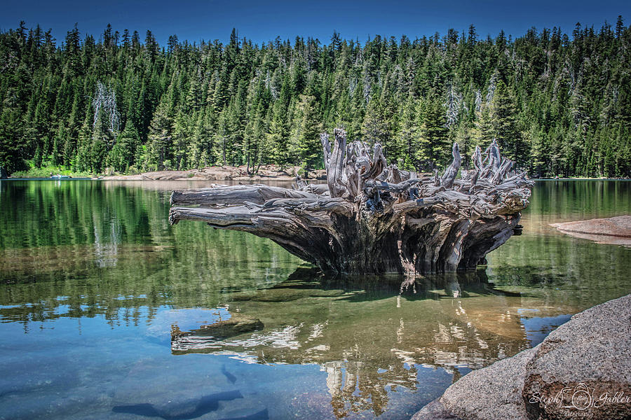 Root Reflections Photograph by Steph Gabler