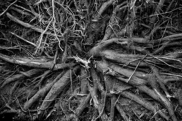 Root System Photograph by Megen McAuliffe - Fine Art America