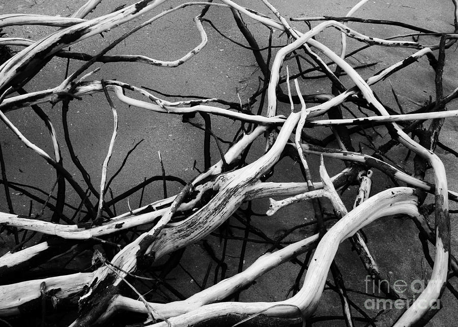 Root System Photograph by Robert Wilder Jr