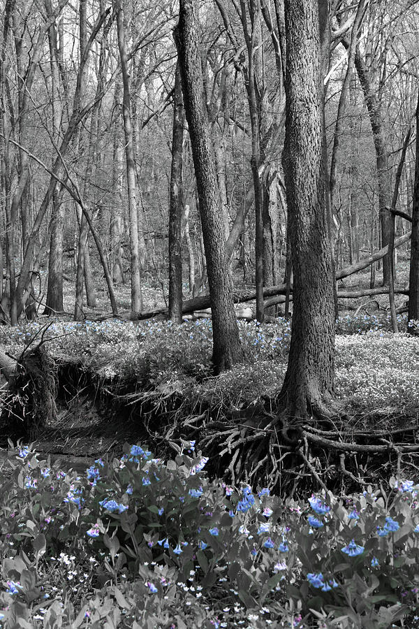 Unique Photograph - Rooted Bluebells by Dylan Punke