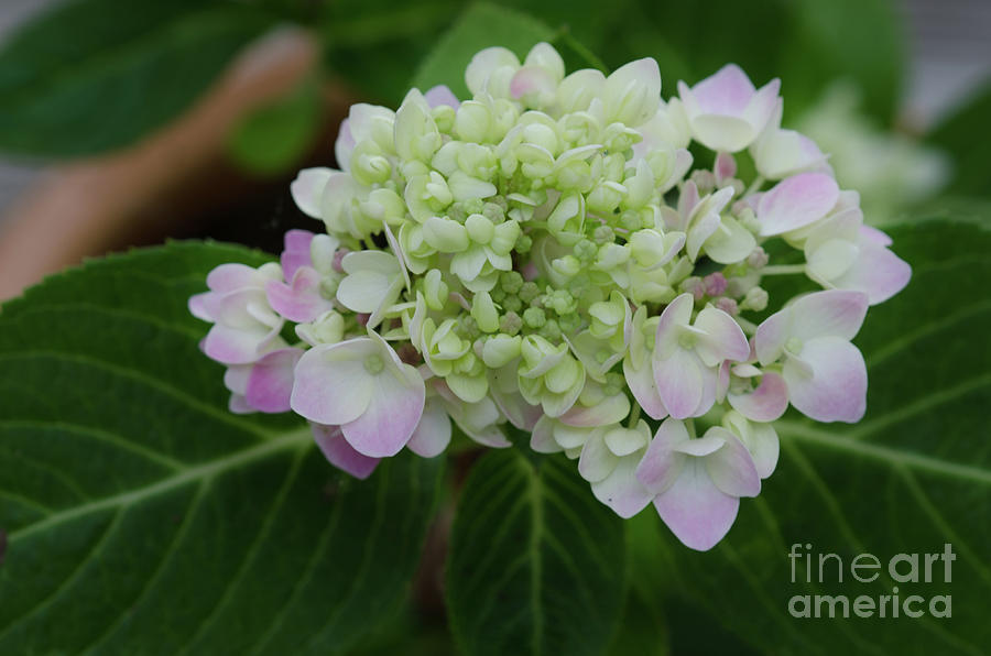 Rooted Hydrangea Photograph by Dale Powell