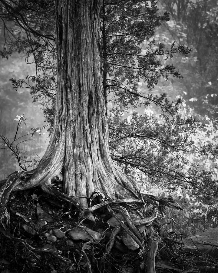 Rooted in Black and White Photograph by James Barber