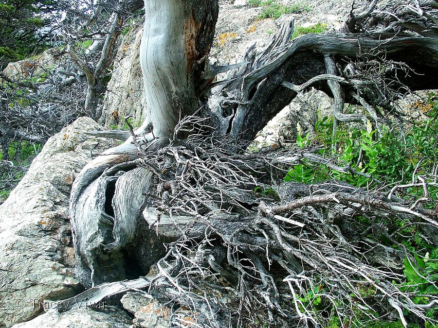 Rooted in the Ages Photograph by Tracey Vivar