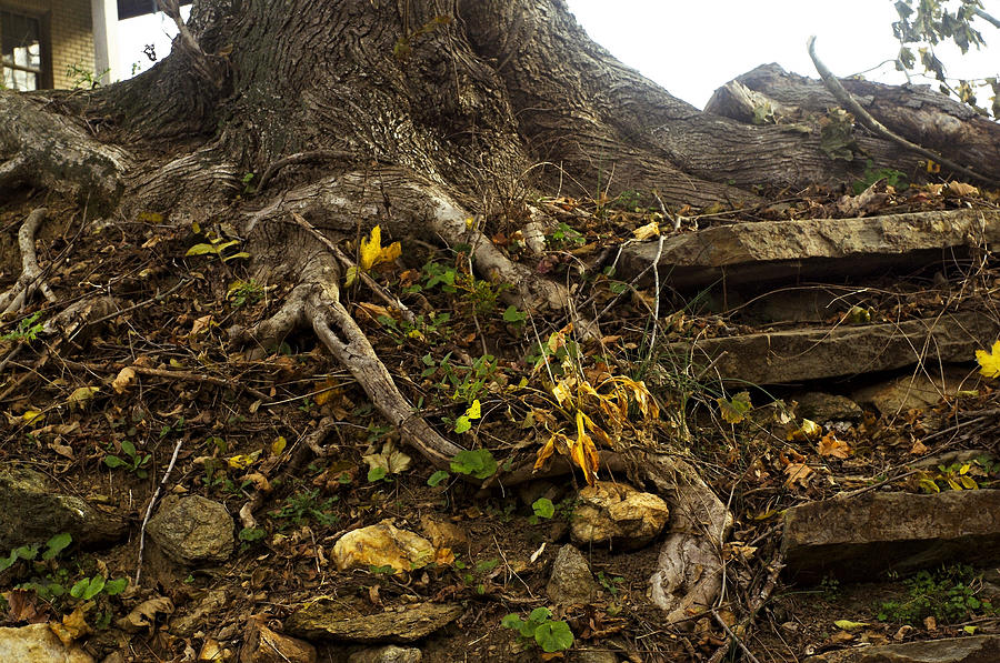 Rooted in Time Photograph by Susan Maxwell Schmidt