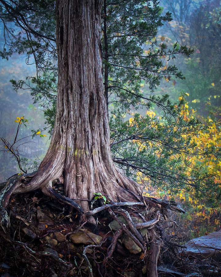 Rooted Photograph by James Barber