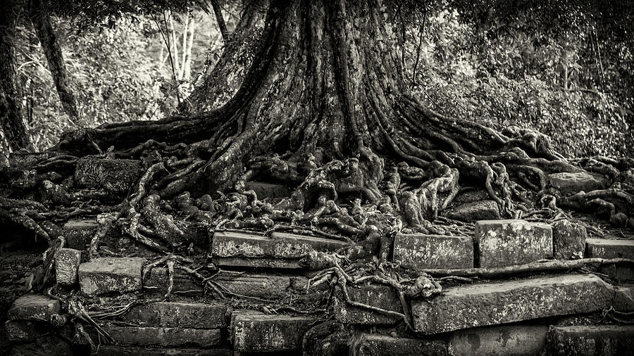 Rooted Photograph by Stephen Stookey