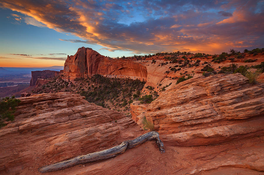 Canyonlands National Park Photograph - Rooted Sunrise by Darren White