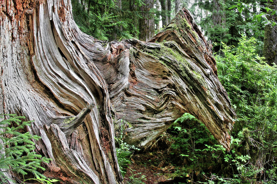 Olympic National Park Photograph - Roots - Welcome to Olympic National Park WA USA by Alexandra Till