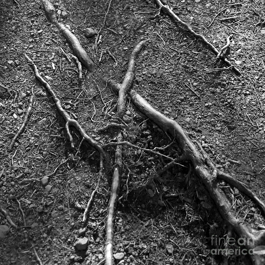 Roots Photograph by A K Dayton