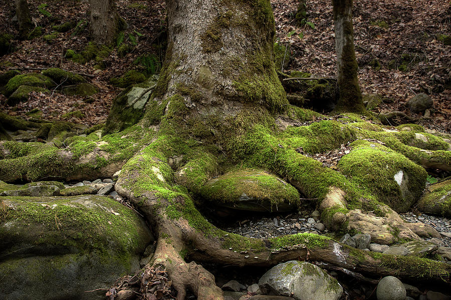 Roots Along The River Photograph by Mike Eingle