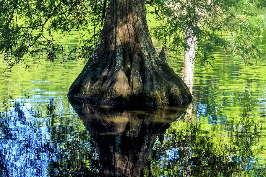 Summer Photograph - Roots and Reflections by Mary Ann Artz