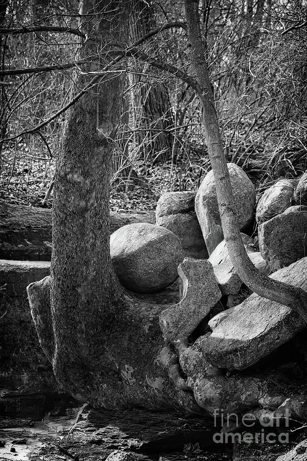 Roots and Rocks Black and White Photograph by Karen Adams